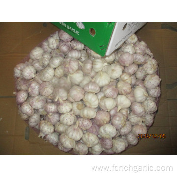 2019 Normal White Garlic